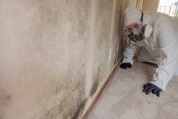 Best Mold Prevention Services  in Oakes, ND